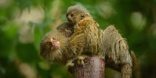 Maybe you would like to learn more about one of these? The World S Smallest Monkey Just Gave Birth To Cutest Twins Ever
