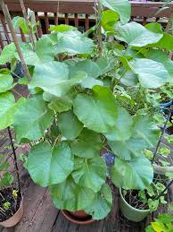 Image result for Ipomoea verbascoidea