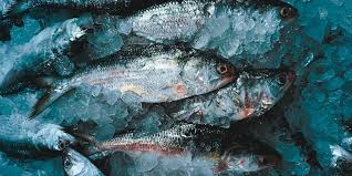 Governo proíbe pesca de peixe popular no Brasil e medida causa reação entre quem depende da atividade