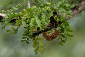 Image result for Ormocarpum