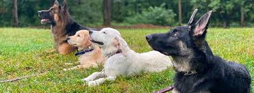 We have affordable dog boarding for your pup and an active the best part about boarding at partners dog training is our specialized training and doggy daycare programs. Dog Training New York Best Puppy Service Dog Training In New York