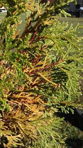 Image result for thuja drying out dead dried symptoms)