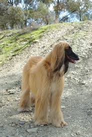 Charlie In The Bendigo Regional Park Afghan Hound Hound Dog Hound