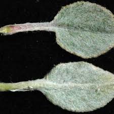 Image result for Dicoma galpinii