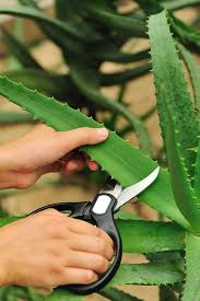 Neutral Aloe Vera Plant Aldi On This Favorite Site Aloe Vera Plant Aloe Plant Aloe Vera Leaf