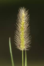 Image result for Setaria parviflora