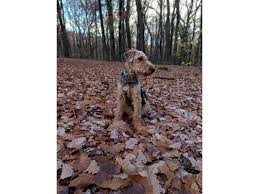 Image result for velšteriér