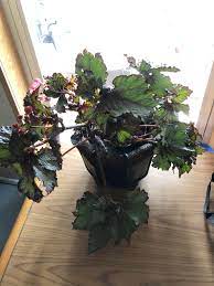 Let me show you how to get more of these great plants practically free! I Bought My Rex Begonia 4 Days Ago And It S Already Looking So Sad Please Help I Ve Been Trying Hard Not To Over Water And This Window Is South Facing But Is