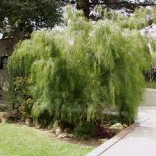 Image result for Acacia pentagona