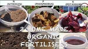 Phosphorus is just one of the nutrients needed by plants to maintain healthy, strong growth. How To Make 3 Homemade Organic Fertilisers In 4 Minutes Npk Homemade Fertilizer 100 Results Youtube