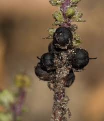 Image result for Alectra orobanchoides