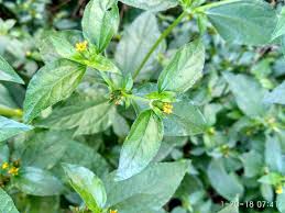 Image result for Synedrella nodiflora