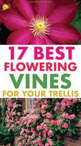 Any vines that grow inward or are crowding other vines should be pruned back to the. 17 Vibrant Flowering Vines For Your Arbor Trellis Or Pergola Finding Sea Turtles Flower Trellis Flowering Vines Climbing Plants Trellis