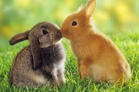Bunnies Animals Nature Animales Divertidos Fotos De Animales Animales Salvajes