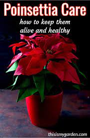 How To Care For Poinsettia Plants Before During And After Christmas Poinsettia Plants Christmas Water Poinsettia Plant Poinsettia Care Christmas Plants