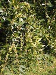 Image result for Maytenus chasei