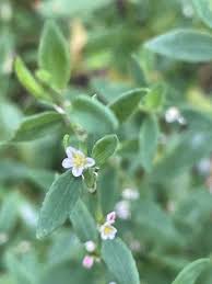 Image result for Polygonum aviculare