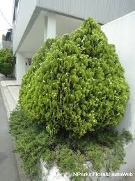 Image result for Platycladus