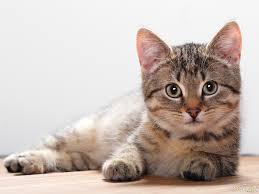 50 Free Cat Wallpapers And Screensavers On Wallpapersafari