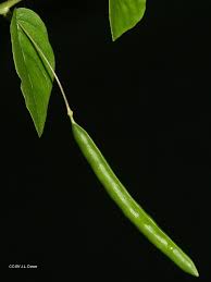 Image result for Cleome aculeata