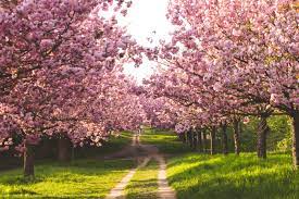 Century spring is your source for spring and other spring needs. Things To Do In Spring In Berlin My Guide Berlin
