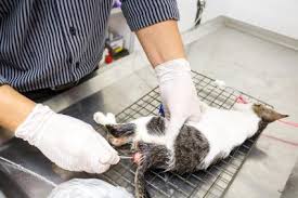 It appears as a tubular piece of tissue attached to the it is crucial to take your pet to the veterinarian as soon as possible if you suspect rectal prolapse. Feline Rectal Bleeding Lovetoknow