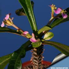 Image result for Euphorbia ramulosa