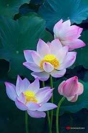 Image result for hình ảnh về hoa sen