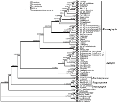 Image result for Landolphia letestui