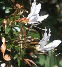 Image result for Bauhinia bowkeri