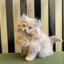 Jual kucing anggora di medan. Jual Kucing Anggora Persia Shopee Indonesia