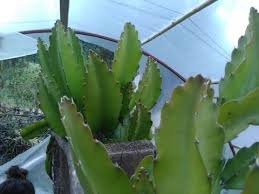 Ejder Meyvesi Yetistirmek Isteyen Arkadaslar Icin Detayli Anlatim Youtube Kaktus Bitki Cicek