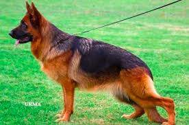 Von Calvo German Shepherds German Shepherd Breeders German Shepherd German Shepherd Dogs