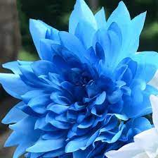 Hot Sale Unique Blue Fireball Dahlia Seeds Beautiful Flower Seeds Perennial Plant 100 Pcs Flower Seeds Bonsai Plants Planting Flowers