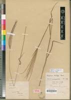 Image result for Digitaria milanjiana