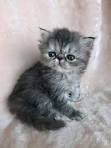 Persian Kittens For Sale - Teacup Kittens For Sale ...