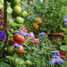 We did not find results for: Why You Should Always Plant Flowers In Your Vegetable Patch