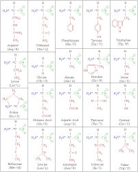 Amino Acid Academic Kids