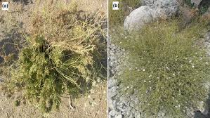 Image result for Convolvulus farinosus