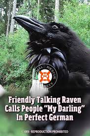 Friendly Talking Raven Calls People My Darling In Perfect German My Darling German Darling