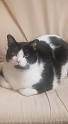 9 Reasons Tuxedo Cats Rock! - The Purrington Post