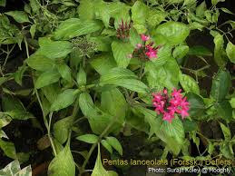 Image result for Pentas longiflora