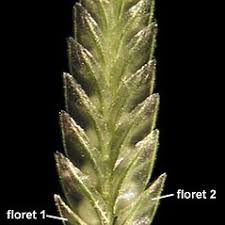 Major (host) maire 1964eragrostis cilianensis var. Eragrostis Cilianensis Stinking Lovegrass Go Botany