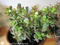 Jade Plant Care Tips How To Grow Take Care Of A Jade Succulent Jade Plant Care Jade Plants Jade Plant Varieties