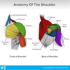 The muscles of the erector spinae attach to the vertebrae, the ribs, and the pelvis. Shoulder Workouts For Women 4 Workouts To Build Size And Shape Bodybuilding Com