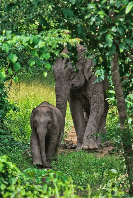 WHAT IS A SANCTUARY? - Elephant Conservation Center