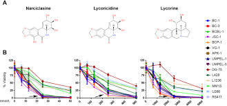 Mitosis had the original parental single cell undergone? Narciclasine An Isocarbostyril Alkaloid Has Preferential Activity Against Primary Effusion Lymphoma Scientific Reports