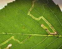 Image result for Stigmella confusella