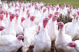 This week, thanksgiving pizza is the new thing on the menu. Know Your Bird A Guide To Buying The Perfect Thanksgiving Turkey