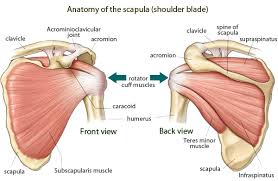 Various types of injuries and degenerative conditions can cause the shoulder to the acromioclavicular joint is located where the clavicle (collarbone) glides along the acromion, located at the top of the shoulder blade. Shoulder Blade Muscle Anatomy Body Anatomy Basic Anatomy And Physiology